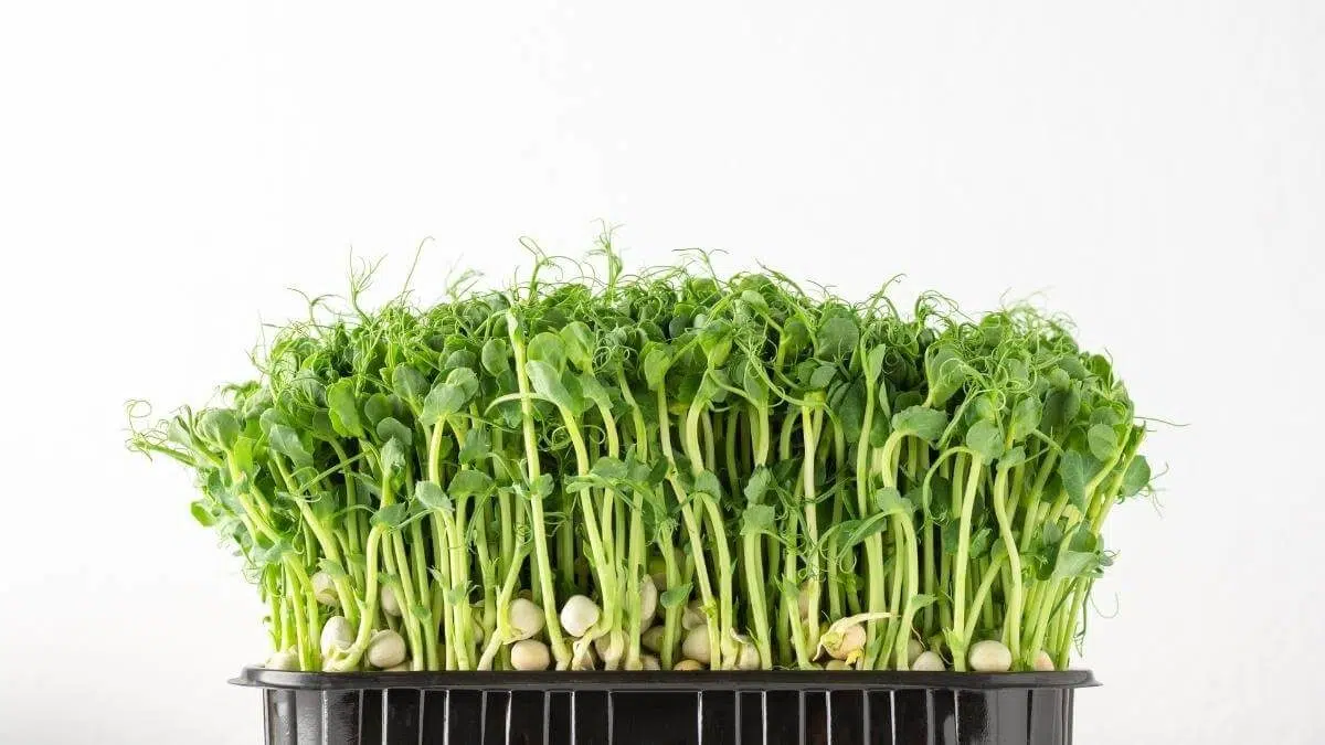 pea microgreens