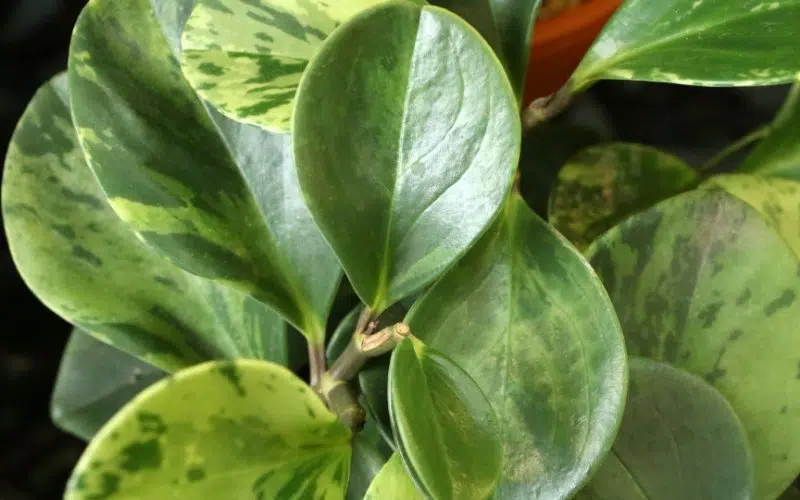 peperomia variegata