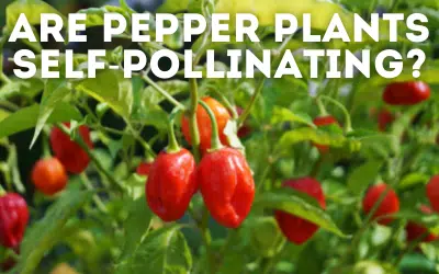 are pepper plants self pollinating