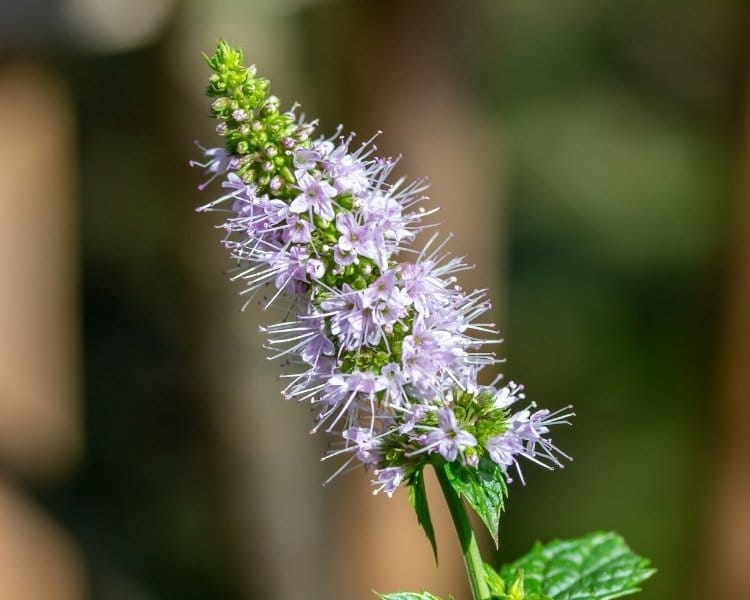 21 Incredible Types Of Mint: & Why You Should Try Each!