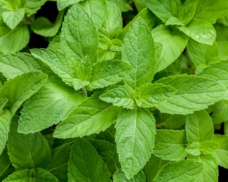 peppermint leaves