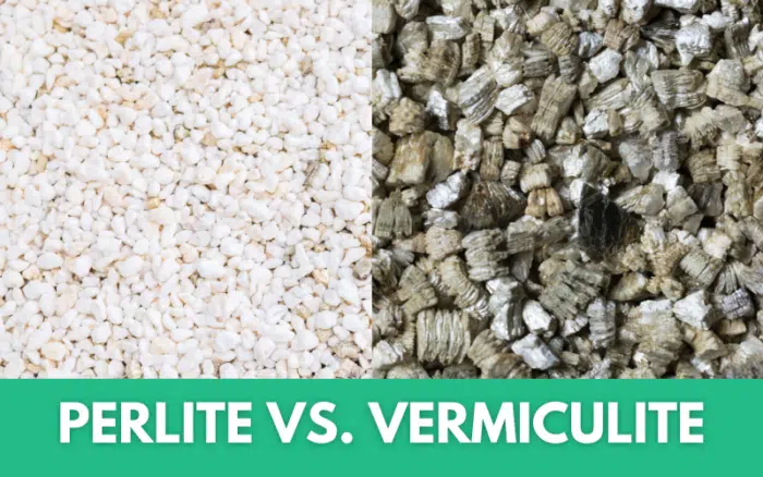 perlite vs vermiculite