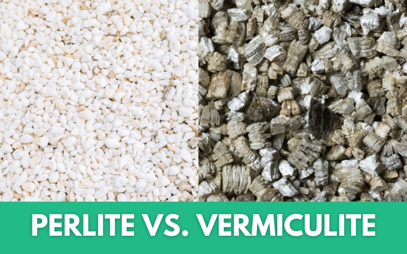 Perlite Vs. Vermiculite When to Use Each & When NOT to Use Them