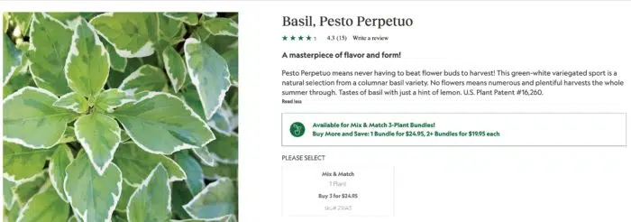 pesto perpetuo basil doesn't flower