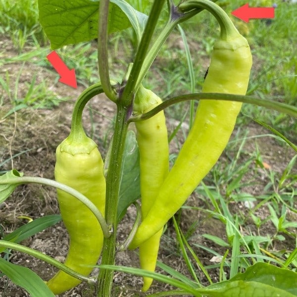 When to Pick Banana Peppers & Why to Harvest Them Before They're Ripe!