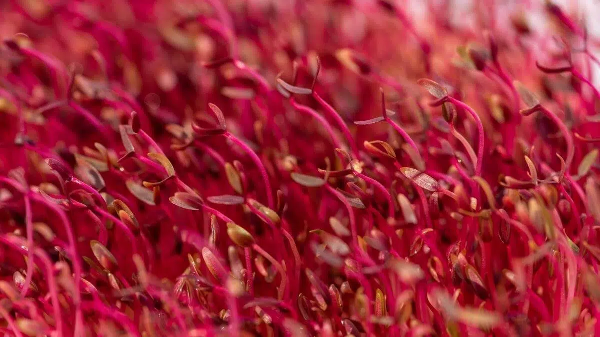 closeup of amaranth microgreens
