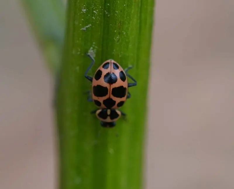 pink ladybug