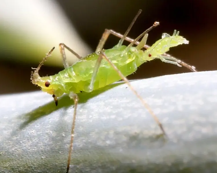 potato aphid on branch