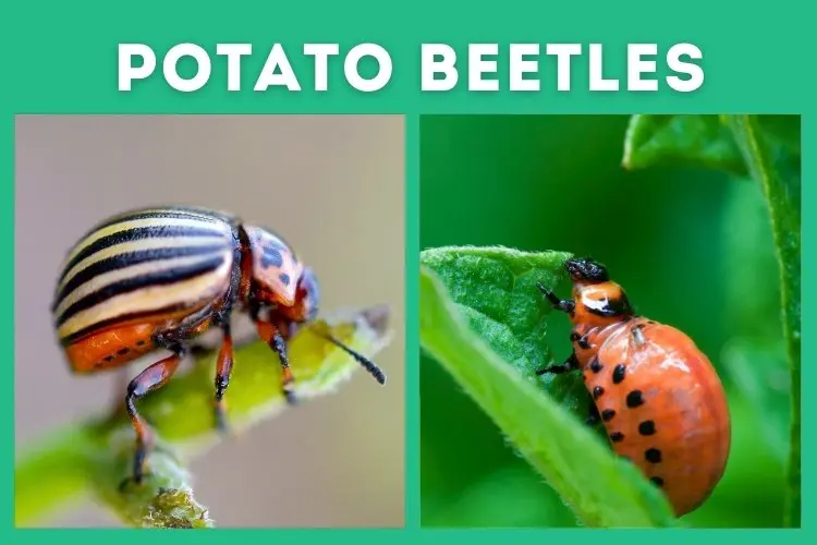 potato beetles