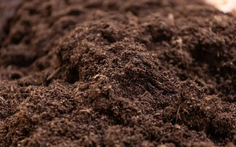 microgreens potting soil