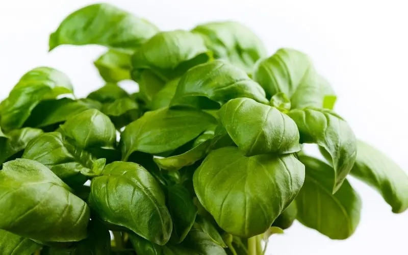 bushy basil plant