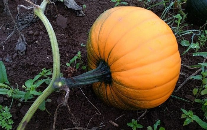 pumpkin companion plants