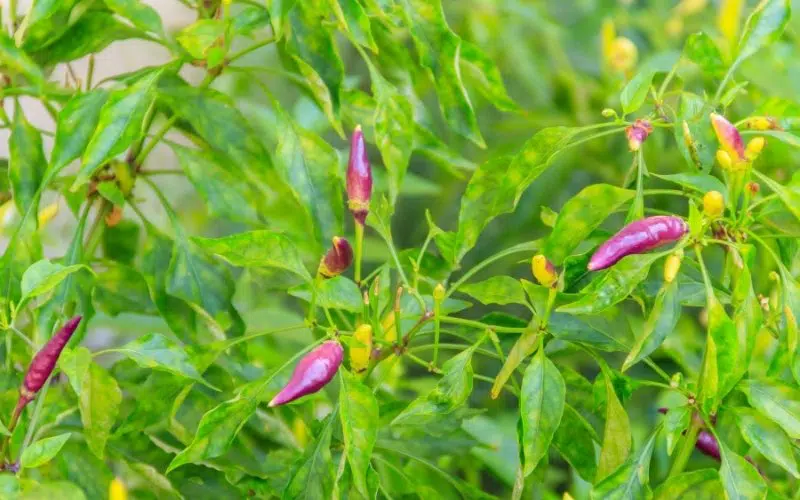 purple cayenne pepper