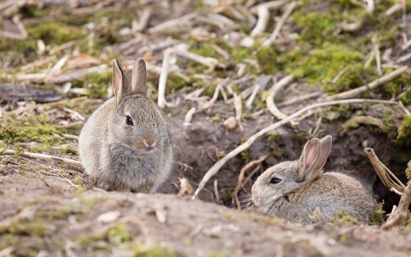 rabbit burrow