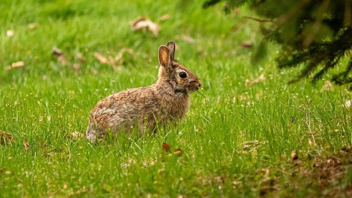 cottontail rabbit in the grass