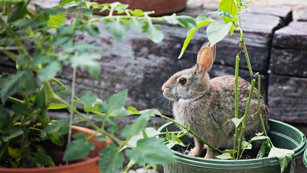 rabbit eating tomato plants