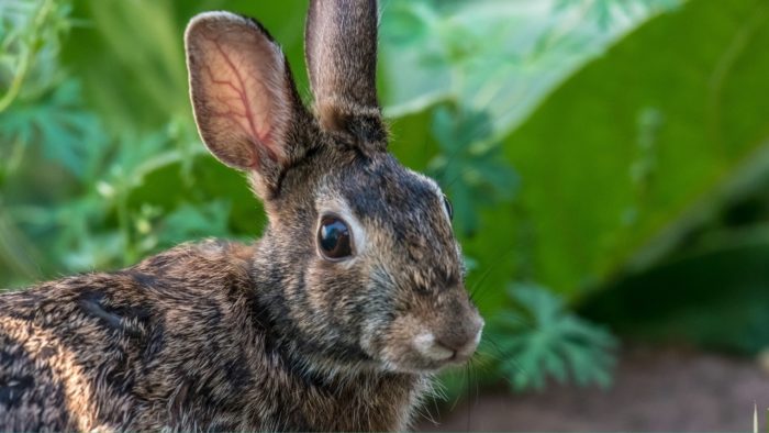 rabbits eat sunflowers