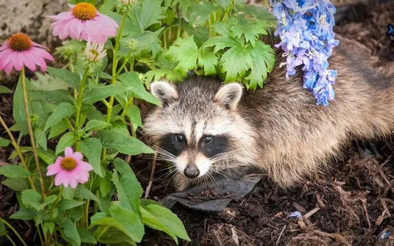 raccoon in the garden