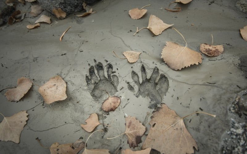 raccoon prints