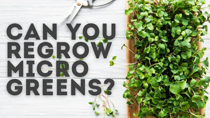 can you regrow microgreens