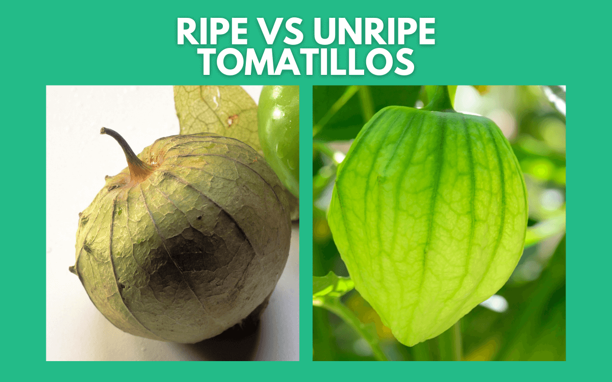 When To Pick Tomatillos 4 Signs They Are Ready to Harvest