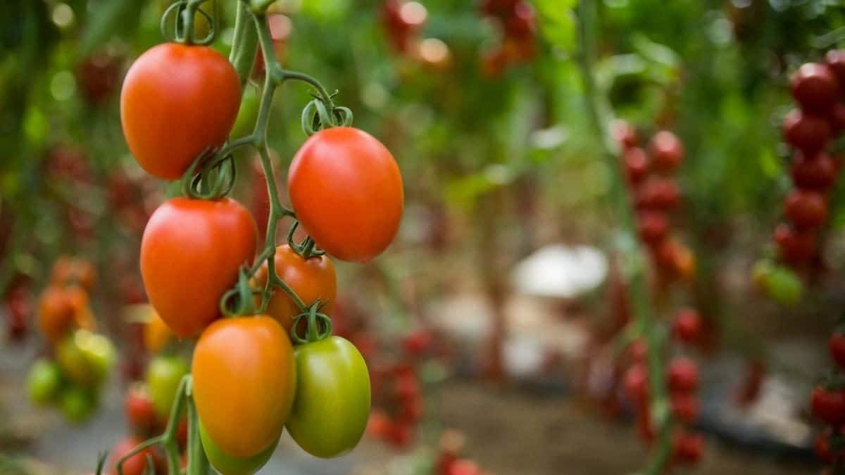 roma tomatoes on plant