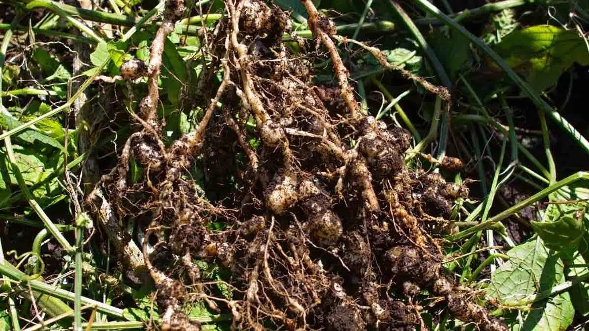 root knot nematode damage