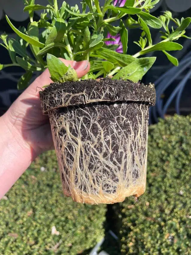 rootbound plant