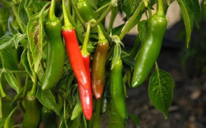 when to pick serrano peppers