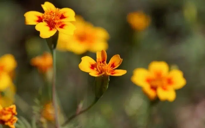 signet marigolds