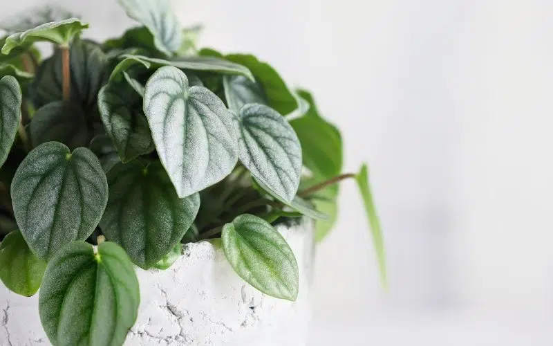 silver frost peperomia