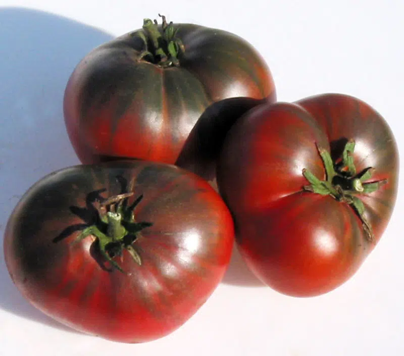southern night tomato