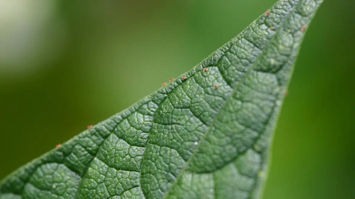 spider mites on a leaf