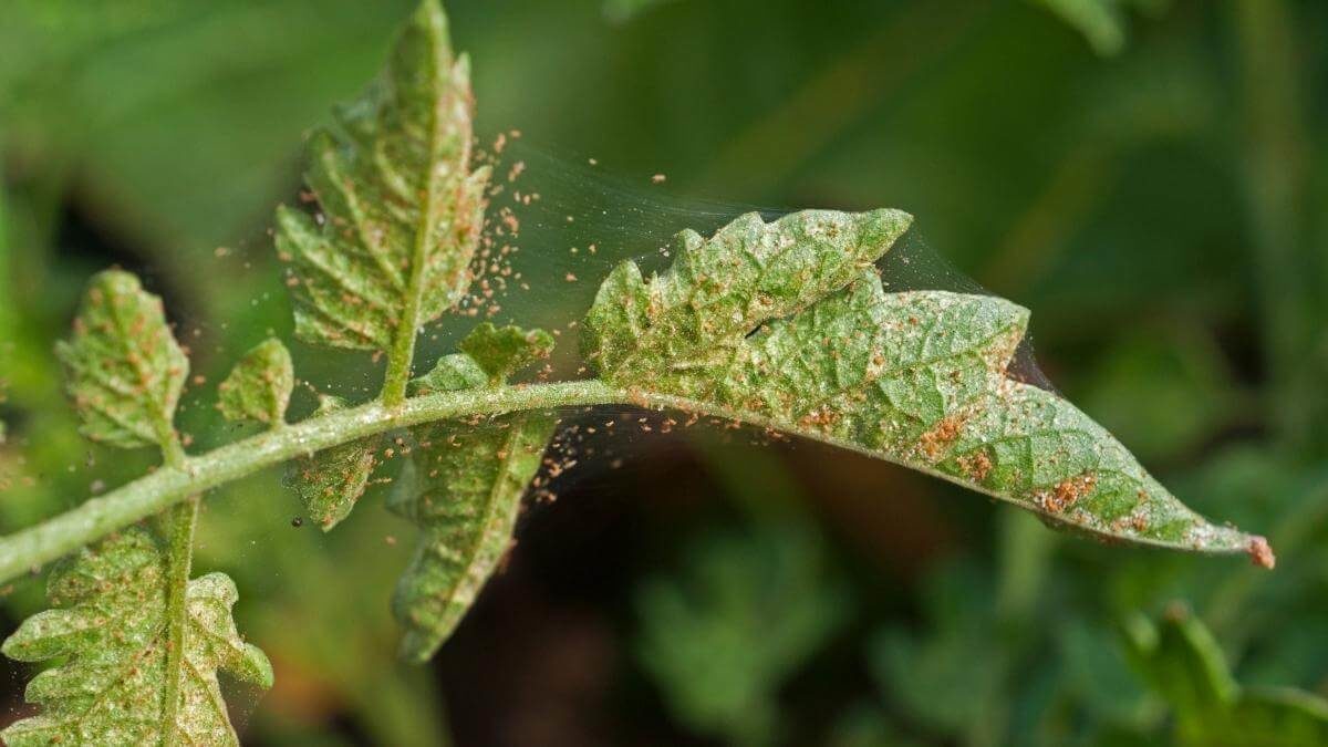 spider mites on tomatoes