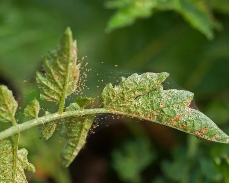 spider mites