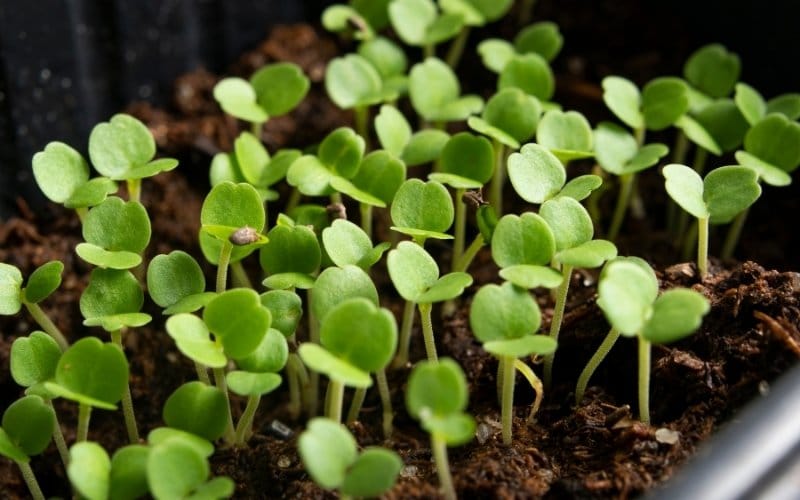 41+ Fun Types of Microgreens to Try Growing