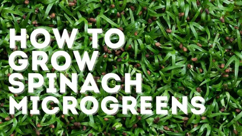 spinach microgreens