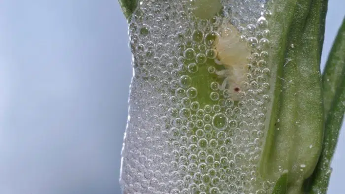 spittlebugs foamy substance