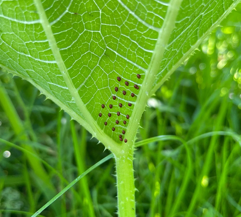 Squash Bugs Red Eggs That Look Like Seeds & How to Get Rid of Them