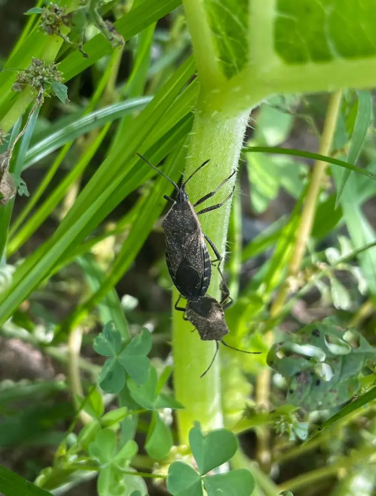 squash bugs mating