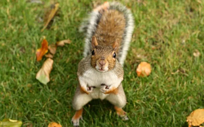 squirrel on ground