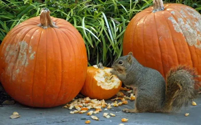 squirrels eating pumpkin