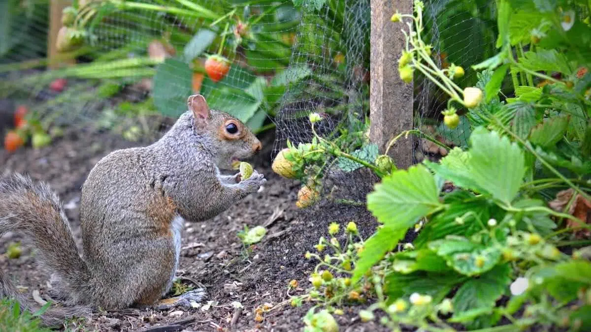 squirrel eating an unripe strawberry
