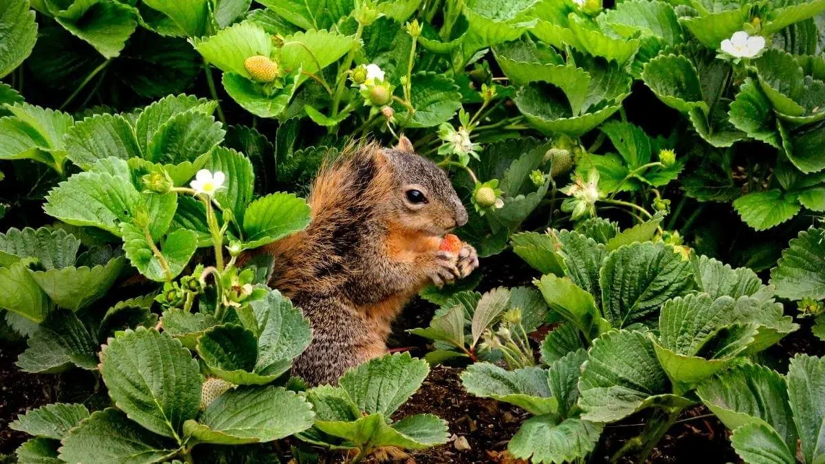 squirrels eating strawberries