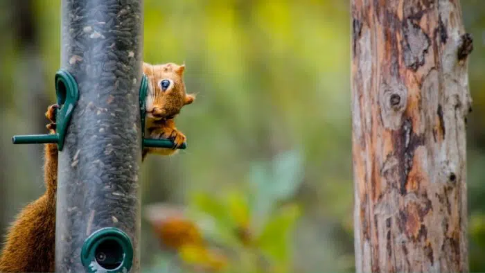squirrels eating sunflower seeds