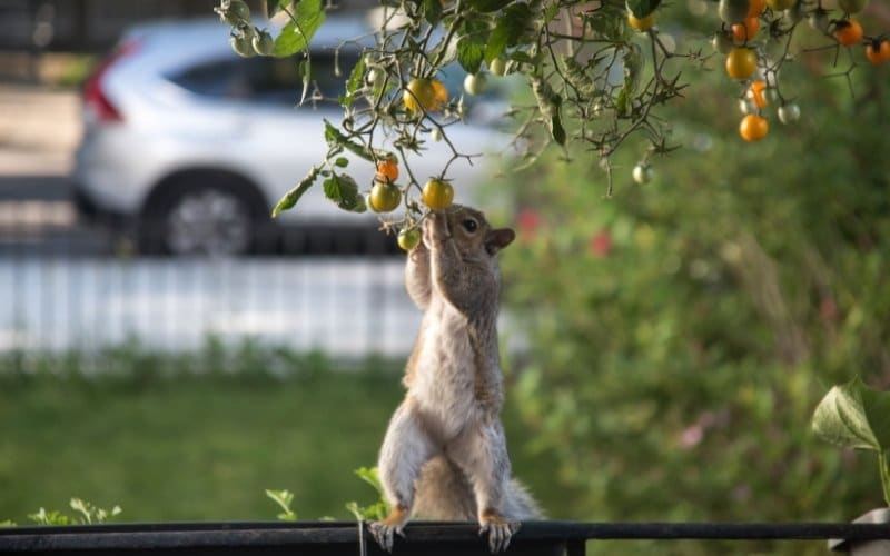 9 Animals That Eat Tomatoes & How to Keep Them Out of Your Garden