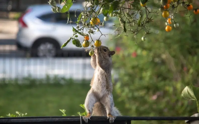 squirrel eating tomatoes