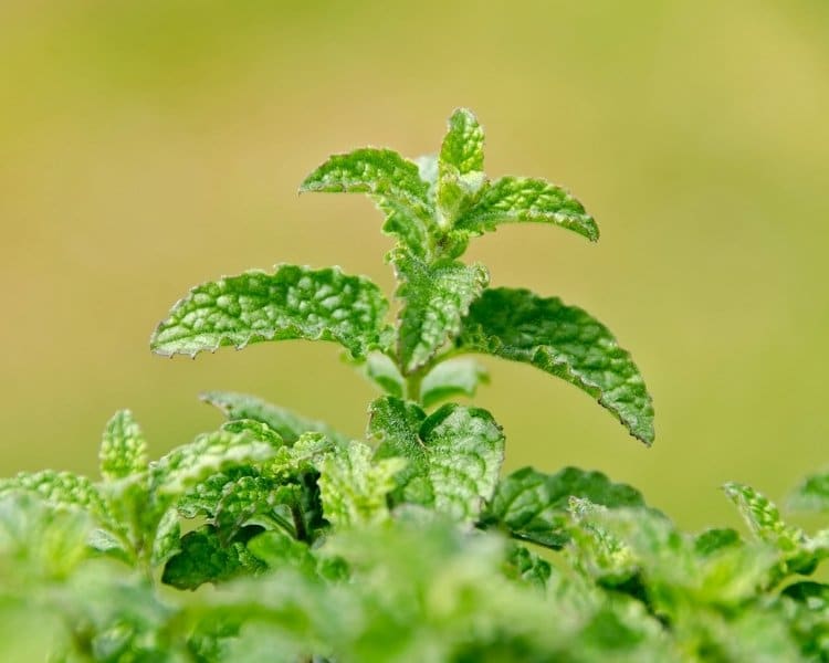 strawberry mint leaves