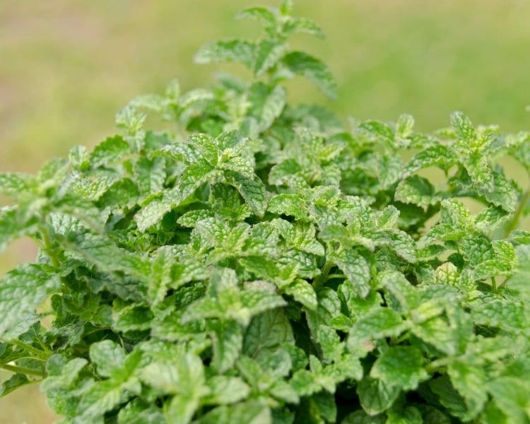 strawberry mint plant