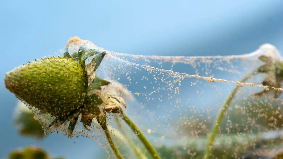 spider mites on strawberry plant